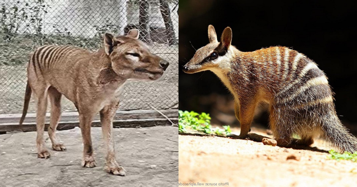 Scientist's plan to bring back Tassie tiger using numbat DNA